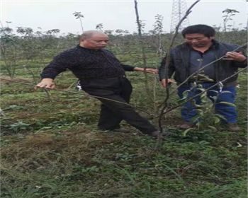 金土地品質(zhì)值得信賴[河南梨樹(shù)苗]